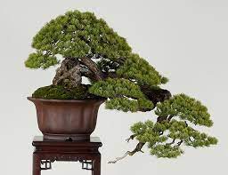 Bonsai-arta milenara japoneza a arborilor pitici .Casa Lily Japanese Retreat